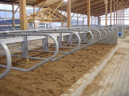 Sand Bedded Stalls